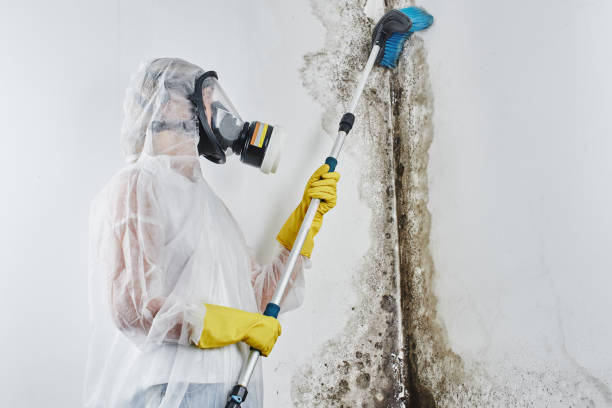 Best Mold Testing  in San Andreas, CA