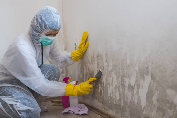 Best Professional Mold Removal  in San Andreas, CA