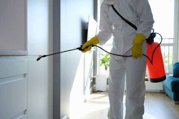 Best Mold Remediation  in San Andreas, CA