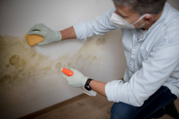  San Andreas, CA Mold Removal Pros