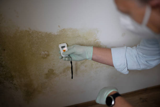 Best Mold Testing  in San Andreas, CA