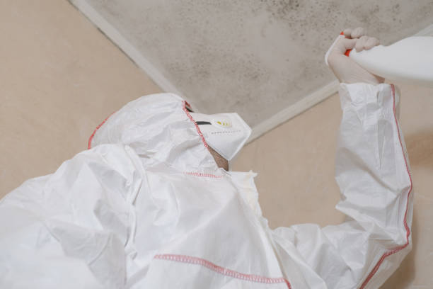 Best Black Mold Removal  in San Andreas, CA