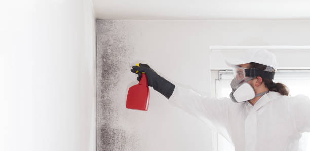 Trusted San Andreas, CA Mold Removal Experts