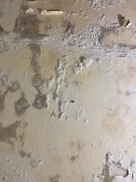 Best Home Mold Removal  in San Andreas, CA