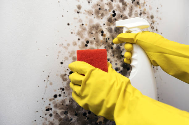 Best Toxic Mold Removal  in San Andreas, CA