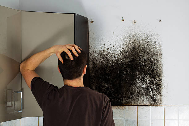 Best Fast Mold Removal  in San Andreas, CA