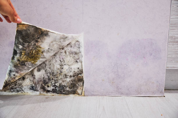 Best Water Damage Restoration  in San Andreas, CA